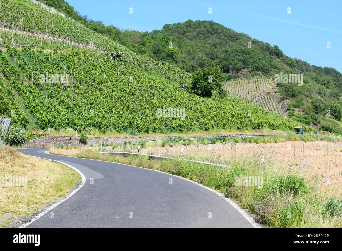 Strada tortuosa attraverso i ripidi vigneti Foto Stock