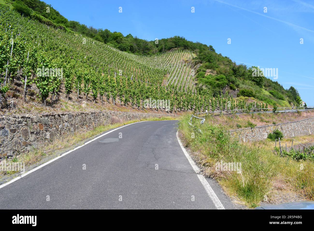 Strada tortuosa attraverso i ripidi vigneti Foto Stock