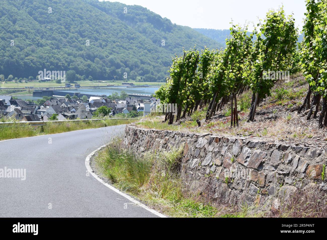 Strada tortuosa attraverso i ripidi vigneti Foto Stock