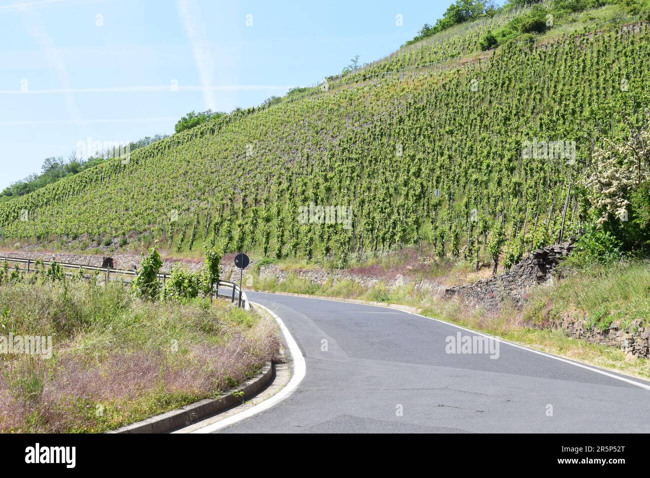 Strada tortuosa attraverso i ripidi vigneti Foto Stock