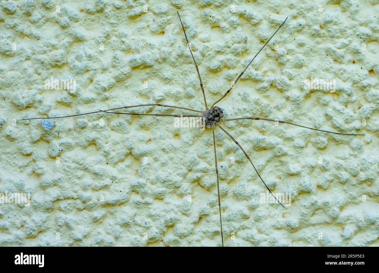 Macrofone di un arvestiere Foto Stock