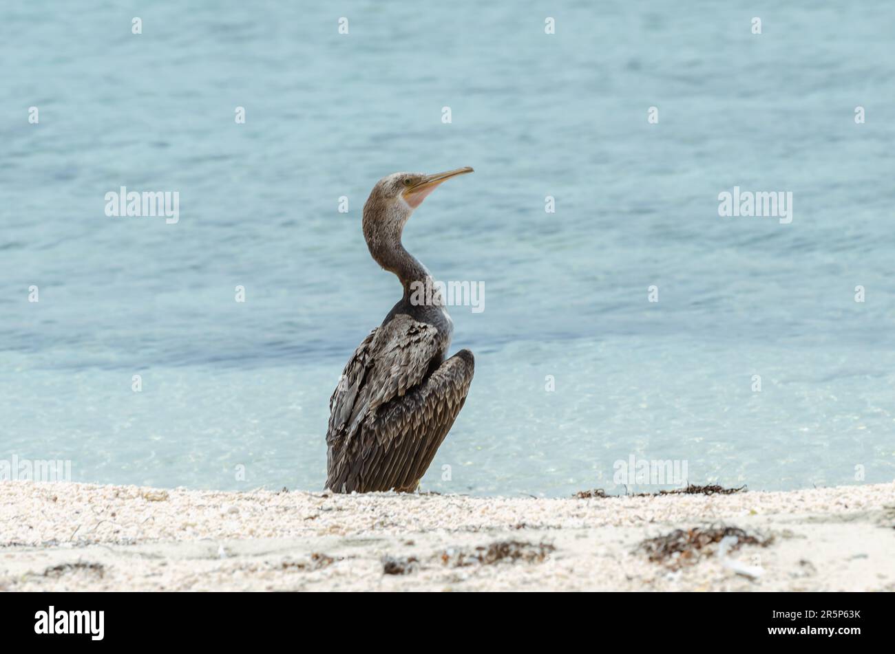 Cormorano sulla spiaggia, Dukhan, Qatar Foto Stock