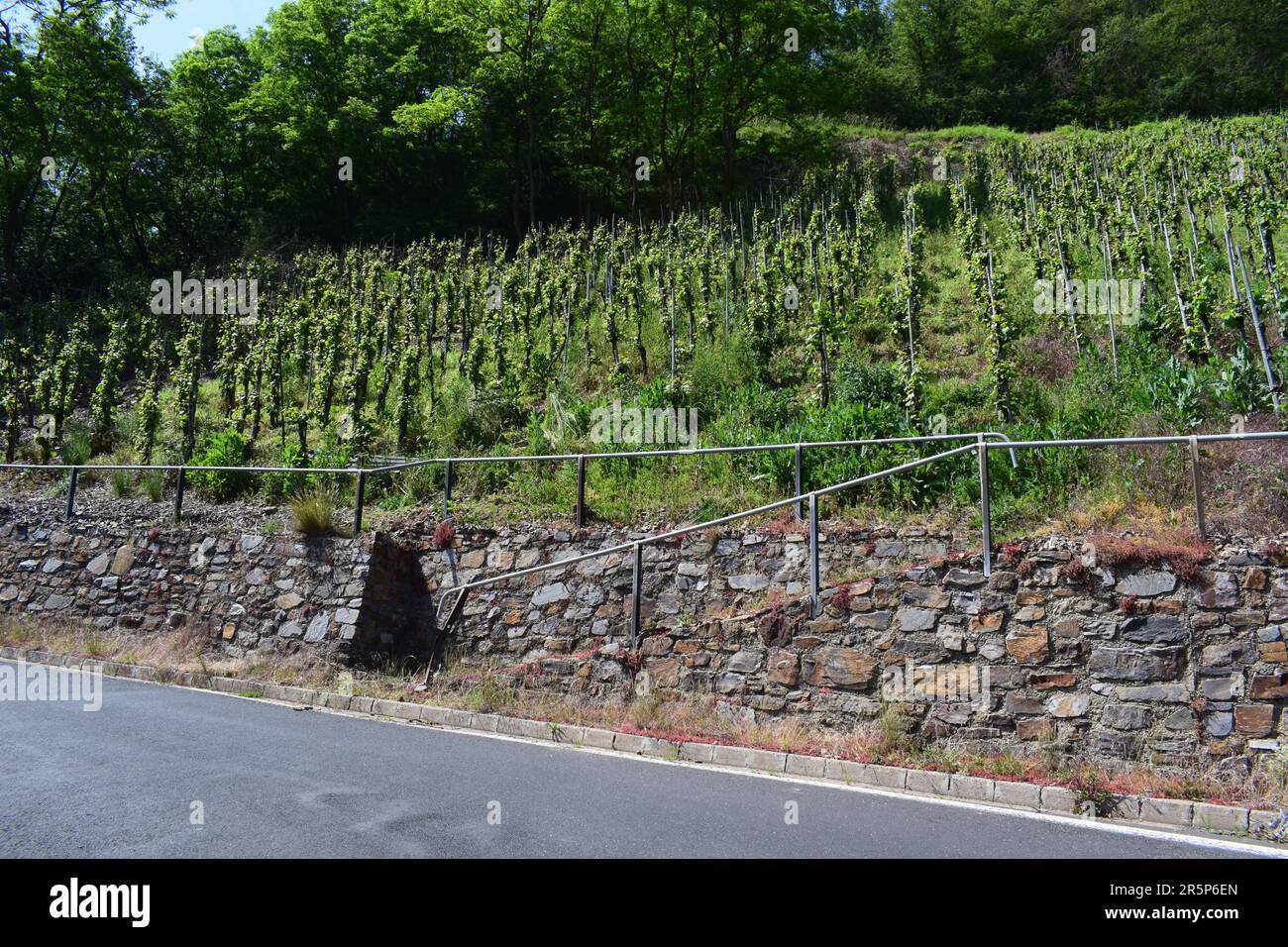 Ripide Vineyard Hills Foto Stock