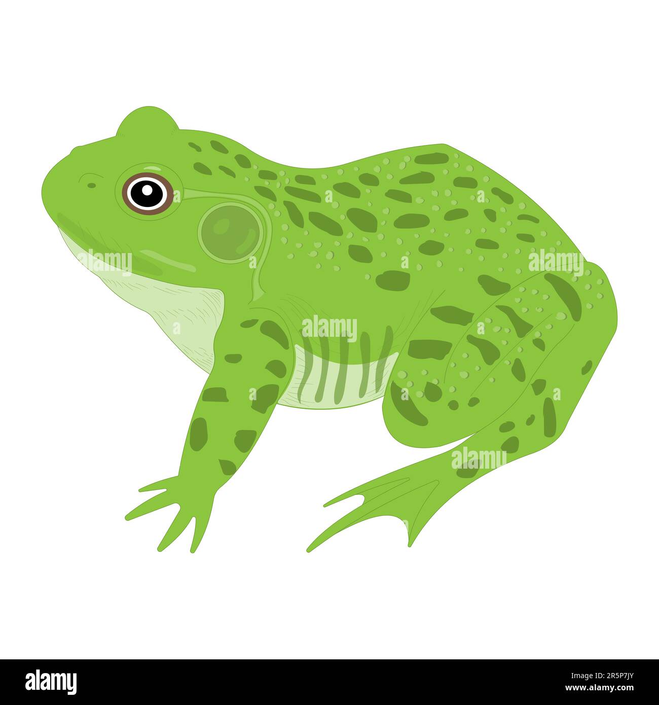 Anatomia esterna di Frog. Illustrazione Vettoriale