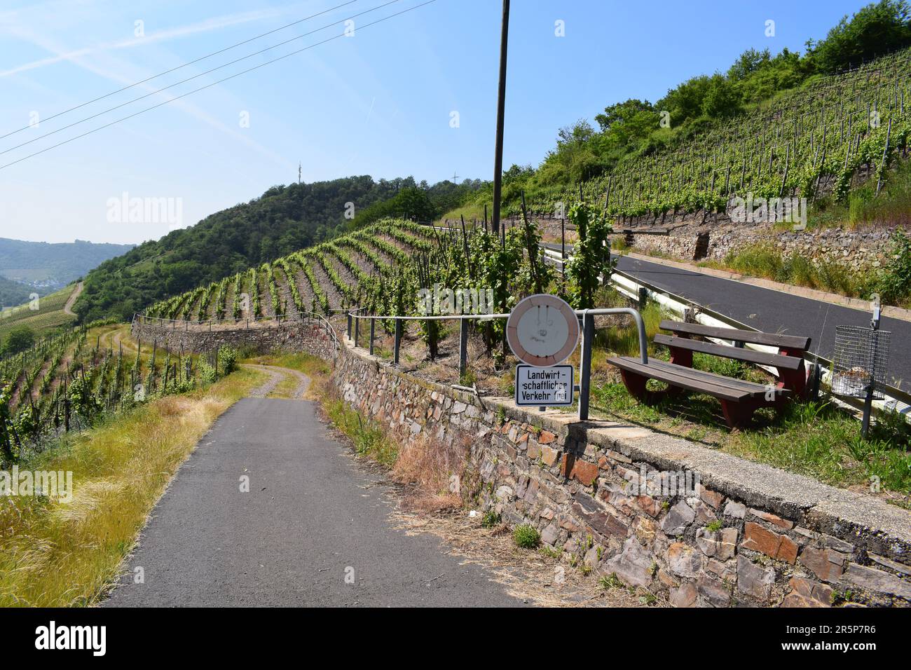 Strada tortuosa attraverso i ripidi vigneti Foto Stock