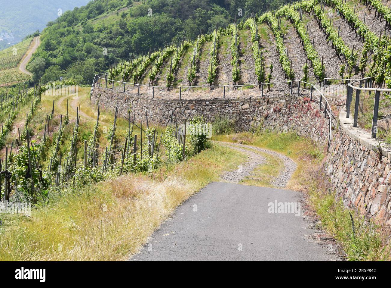 Strada tortuosa attraverso i ripidi vigneti Foto Stock