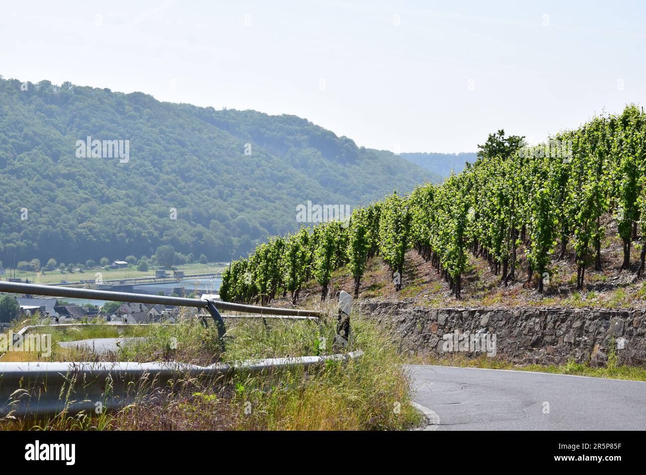 Strada tortuosa attraverso i ripidi vigneti Foto Stock