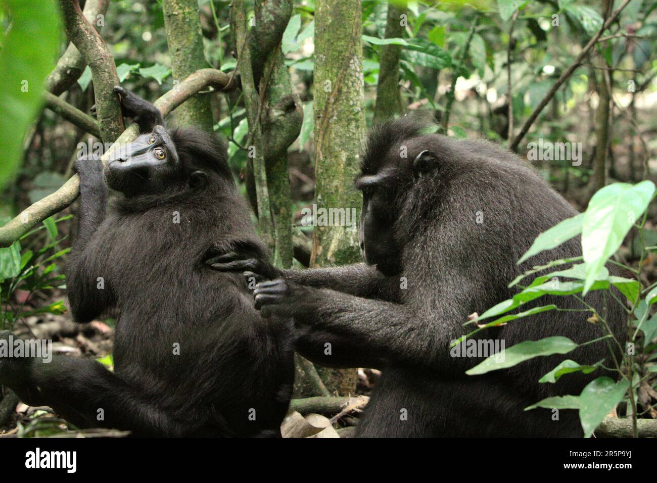 Un macaco soldato (Macaca nigra) fissa la macchina fotografica mentre viene governato da un altro individuo nella foresta pluviale di Tangkoko nella parte settentrionale di Sulawesi, Indonesia. Gli scienziati Primate hanno rivelato che le reti di governare in questi macachi criticamente minacciati sono robuste. Le connessioni e le attività sociali sono fortemente influenzate dalla gerarchia sociale e debolmente vincolate dalla parentela. Foto Stock