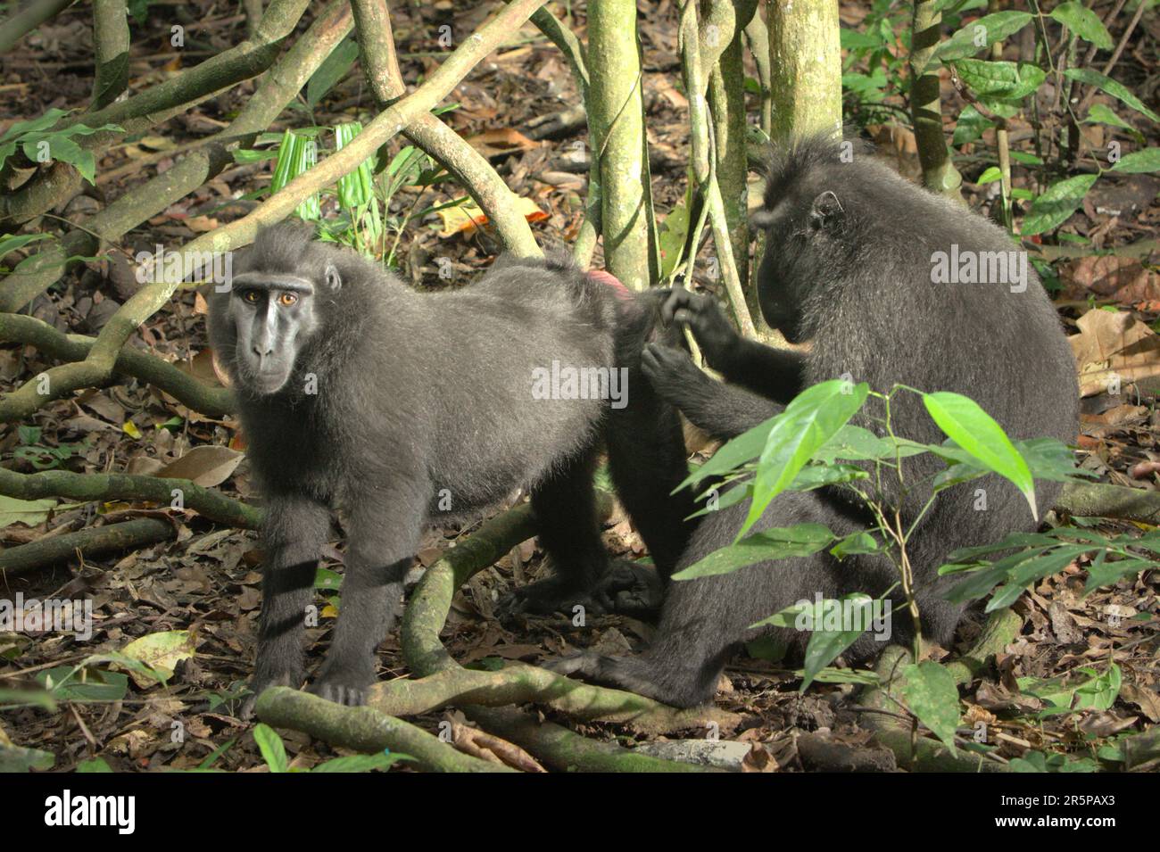 Un macaco soldato (Macaca nigra) fissa la macchina fotografica mentre viene governato da un altro individuo nella foresta pluviale di Tangkoko nella parte settentrionale di Sulawesi, Indonesia. Gli scienziati Primate hanno rivelato che le reti di governare in questi macachi criticamente minacciati sono robuste. Le connessioni e le attività sociali sono fortemente influenzate dalla gerarchia sociale e debolmente vincolate dalla parentela. Foto Stock
