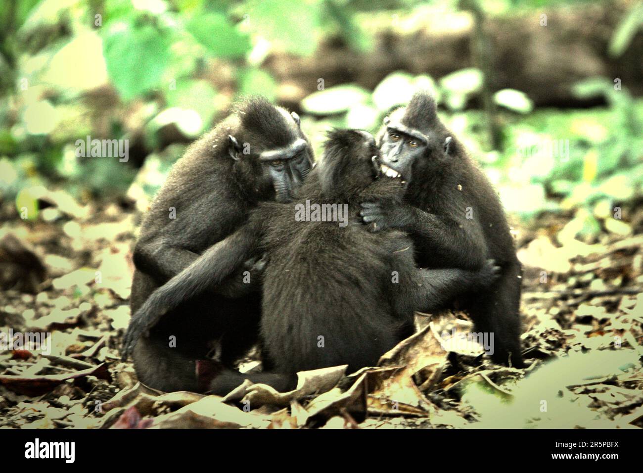 Comportamenti aggressivi di un gruppo di macachi crestati Sulawesi (Macaca nigra) nella foresta di Tangkoko, Sulawesi settentrionale, Indonesia. Gli scienziati Primate hanno scoperto che combattere o inseguire gli altri fanno parte delle attività sociali del macaco crestato. Foto Stock