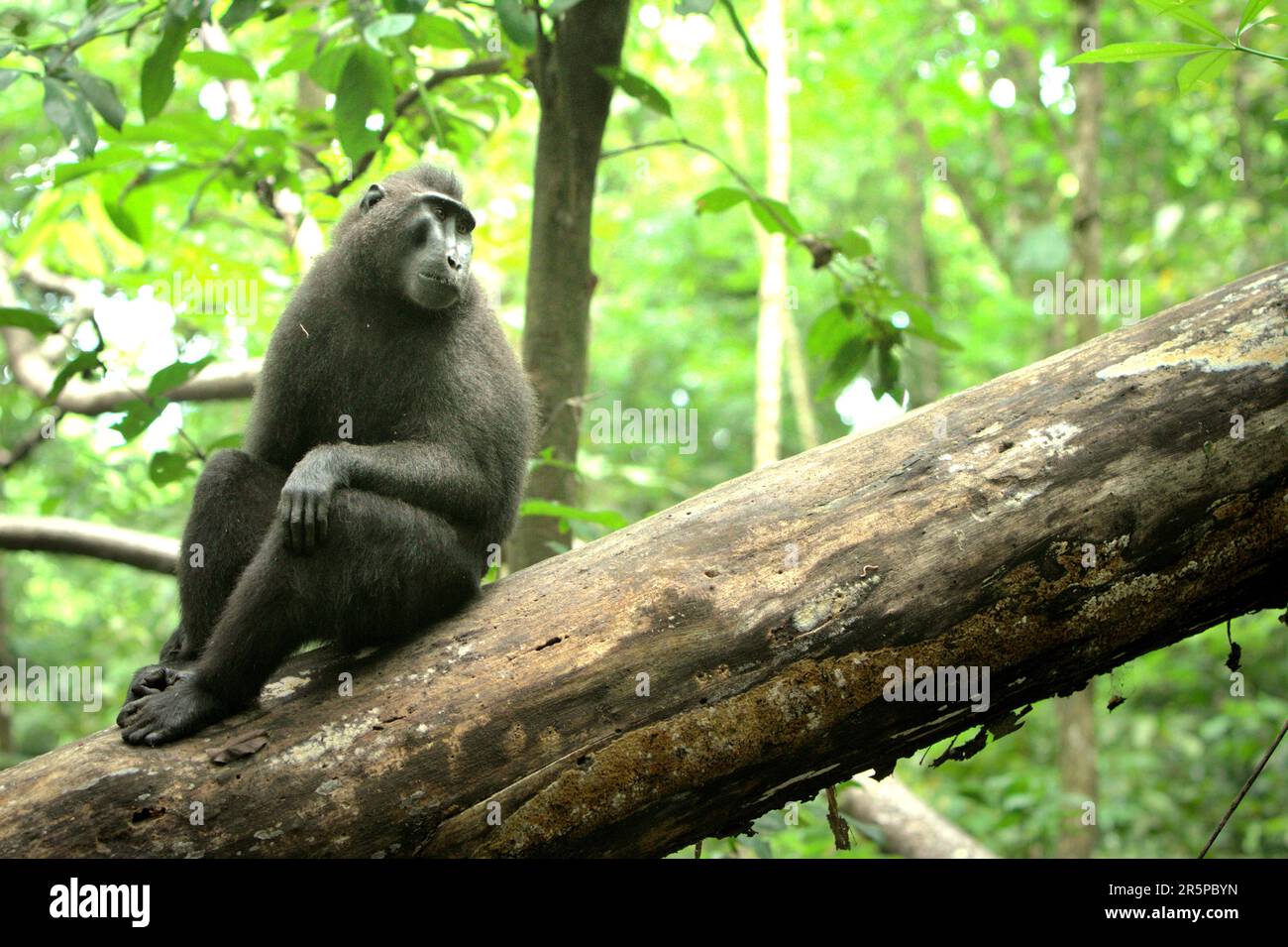 Un macaco soldato (Macaca nigra) si trova su un tronco d'albero nella Riserva Naturale di Tangkoko, Nord Sulawesi, Indonesia. Il cambiamento climatico e le malattie stanno emergendo minacce ai primati, E circa un quarto delle catene montuose dei primati hanno temperature superiori a quelle storiche, secondo un team di scienziati guidati da Miriam Plaza Pinto (Departamento de Ecologia, Centro de Biociências, Universidade Federal do Rio Grande do Norte, Natal) nel loro rapporto scientifico pubblicato su Nature nel gennaio 2023. Foto Stock