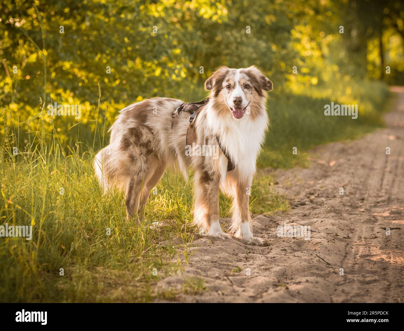 Dog Australian Shepherd Outdoor dettaglio Sunset Forest Path Foto Stock