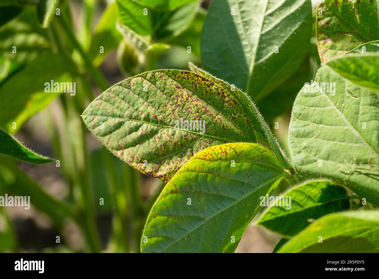 Primo piano della settoria delle foglie di soia. Foglia di soia alla luce Foto Stock
