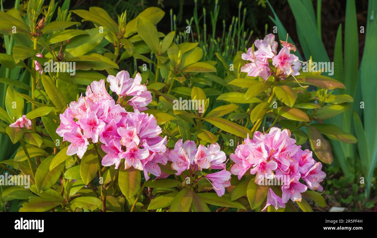 Giardino paesaggio. Rododendro cespuglio fiorisce con fiori rosa tra i folti verdi Foto Stock