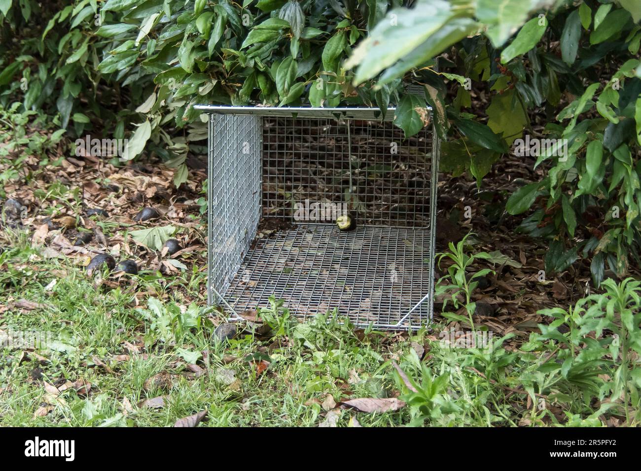 Set di trappole per cani selvatici, vuoto e umano, pronto per l'esca. Frutteto avocado commerciale, Queensland, Australia. Gabbia con pedana attivata per chiudere la porta. Foto Stock
