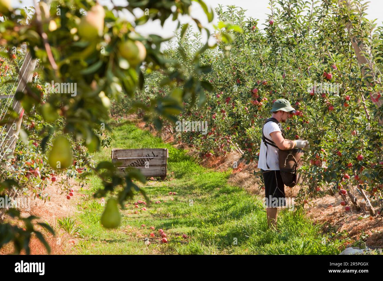 Un frutteto di mele vicino a Shepperton, Victoria, Australia. Questa zona di Victoria è rinomata per le sue colture frutticole, ma come molte zone di Victoria e del nuovo Galles del Sud è stata colpita Foto Stock