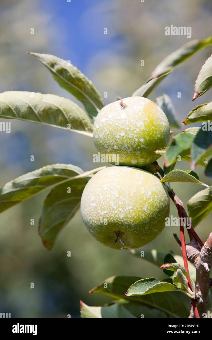 Un frutteto di mele vicino a Shepperton, Victoria, Australia. Questa zona di Victoria è rinomata per le sue colture frutticole, ma come molte zone di Victoria e del nuovo Galles del Sud è stata colpita Foto Stock