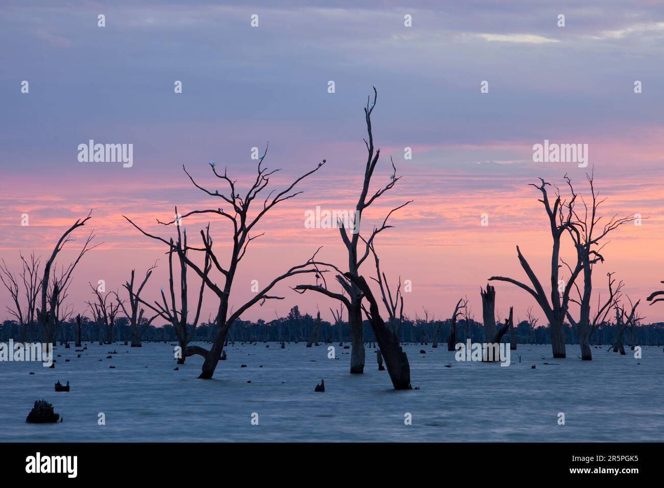 Lake Mulwala a Yarrawonga è stato creato quando il fiume Murray è stato arginato per fornire acqua di irrigazione per i terreni agricoli circostanti. Foto Stock