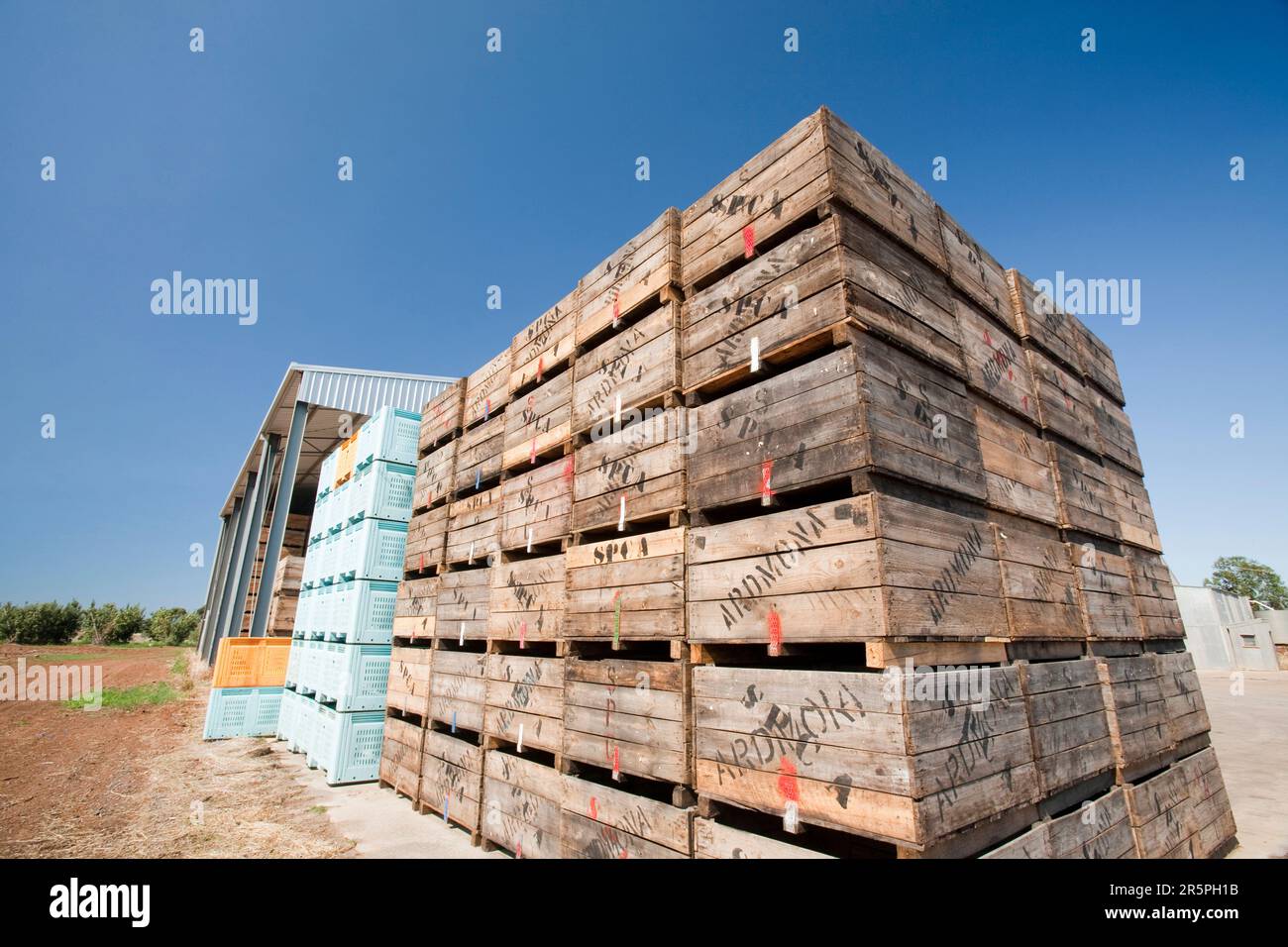 Una fattoria di frutta vicino Shepperton, Victoria, Australia. Questa zona di Victoria è rinomata per le sue colture frutticole, ma come molte zone di Victoria e del nuovo Galles del Sud è stata colpita da t Foto Stock