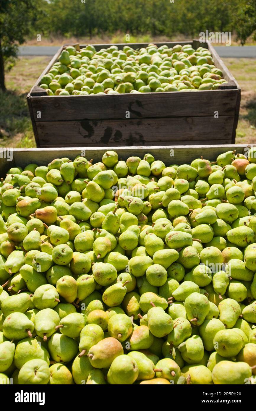 Un frutteto di pere vicino a Shepperton, Victoria, Australia. Questa zona di Victoria è rinomata per le sue colture frutticole, ma come molte zone di Victoria e del nuovo Galles del Sud ne è stata colpita Foto Stock