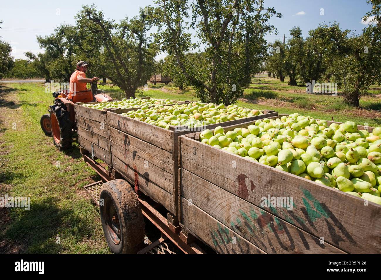Un frutteto di pere vicino a Shepperton, Victoria, Australia. Questa zona di Victoria è rinomata per le sue colture frutticole, ma come molte zone di Victoria e del nuovo Galles del Sud ne è stata colpita Foto Stock