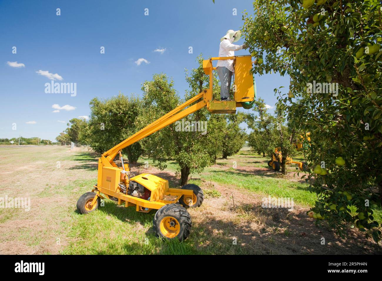 Un frutteto di pere vicino a Shepperton, Victoria, Australia. Questa zona di Victoria è rinomata per le sue colture frutticole, ma come molte zone di Victoria e del nuovo Galles del Sud ne è stata colpita Foto Stock