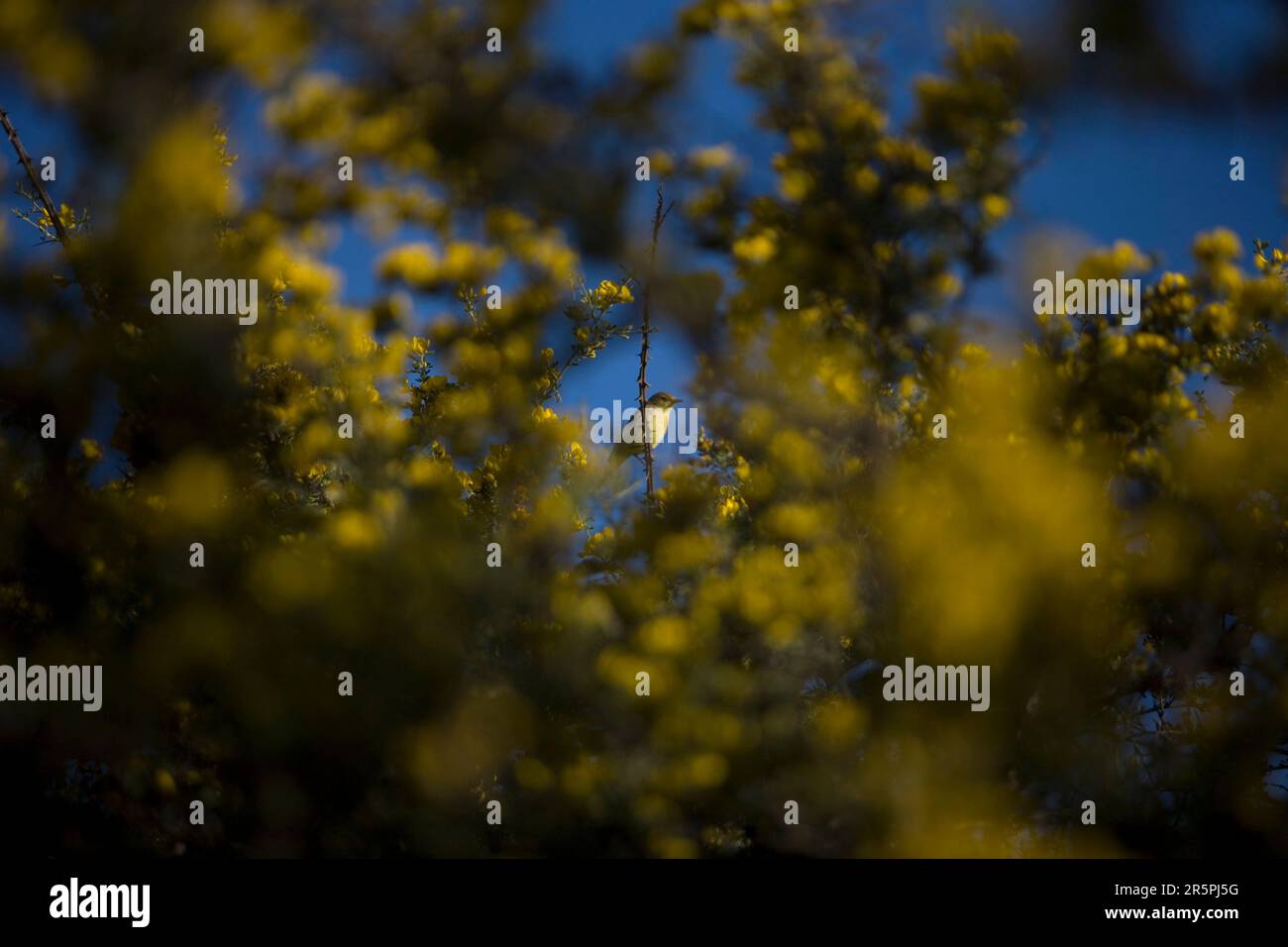 Un uccello si trova su un ramo visto attraverso un cespuglio coperto di fiori gialli nel Prado del Rey, provincia di Cadice, Andalusia, Spagna Foto Stock