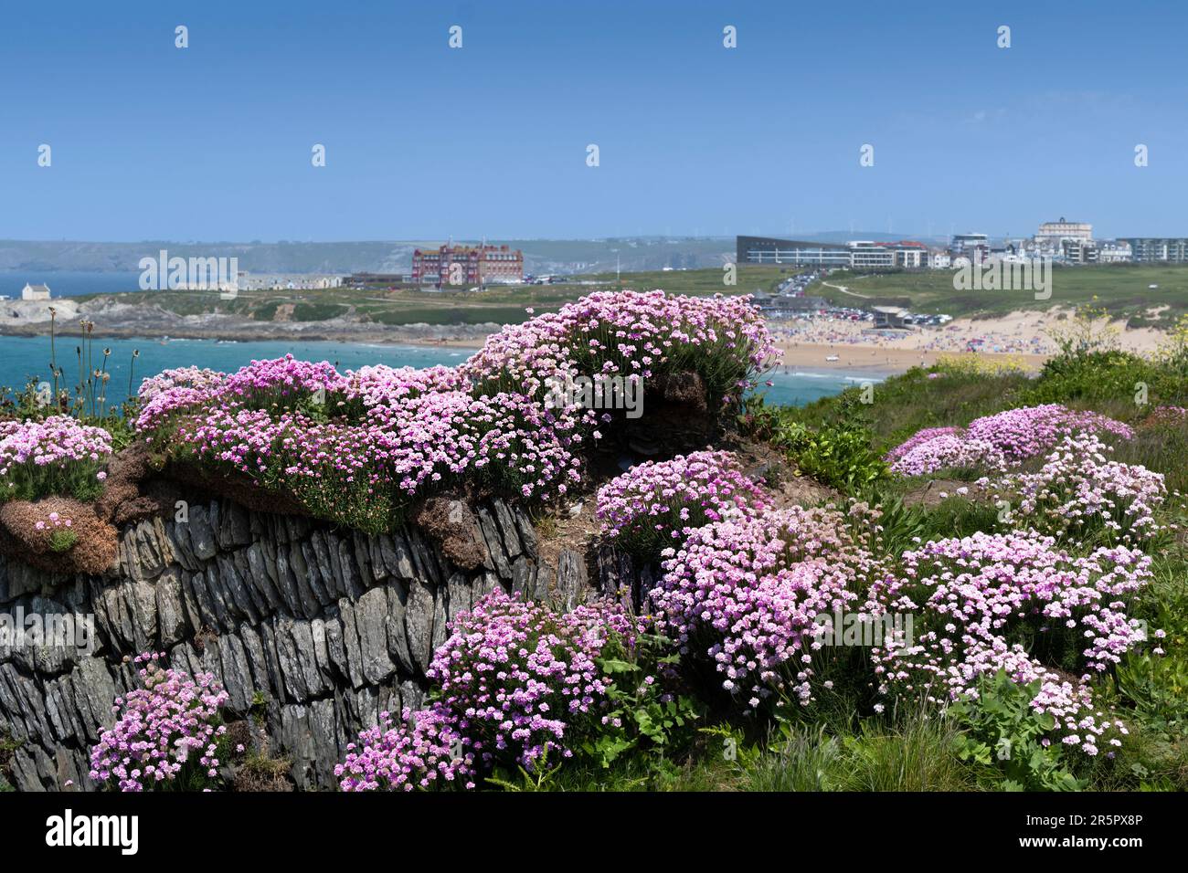 Sea Pink Armeria maritima che cresce su un vecchio muro a Pentire Point East a Newquay in Cornovaglia nel Regno Unito, in Europa Foto Stock