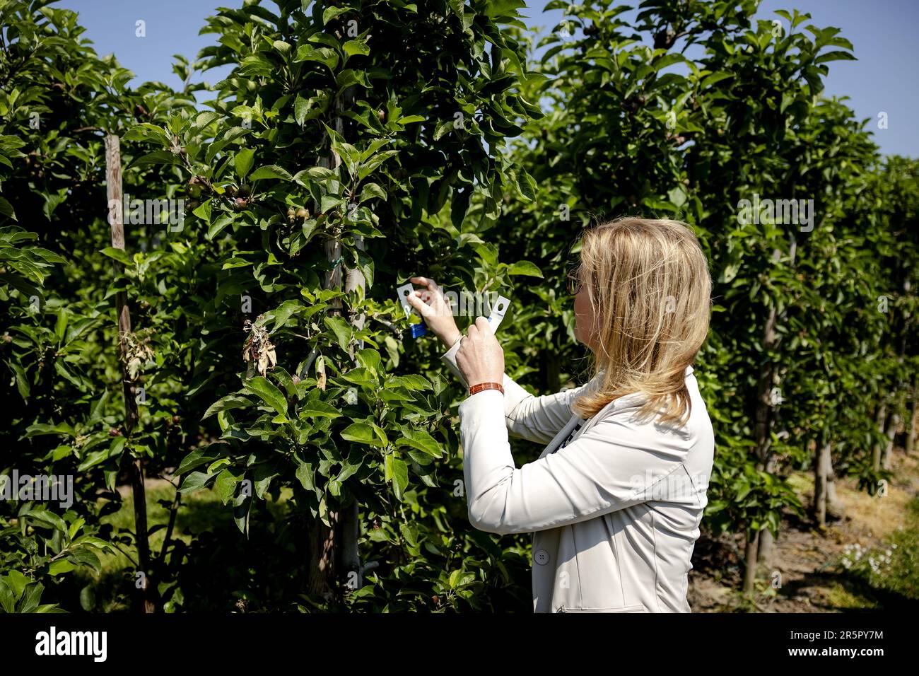 DEIL - il Ministro Christianne van der Wal (natura e azoto) rilascia una serie di acari predatori nel frutteto durante una visita ad un frutticoltore. Nell'ambito della strategia nazionale per le api e della coltivazione di frutta che include la natura, si stanno compiendo sforzi per migliorare l'ambiente di vita delle api nelle aree agricole e per aumentare l'approvvigionamento di cibo e di siti di nidificazione. ANP ROBIN VAN LONKHUIJSEN olanda fuori - belgio fuori Foto Stock