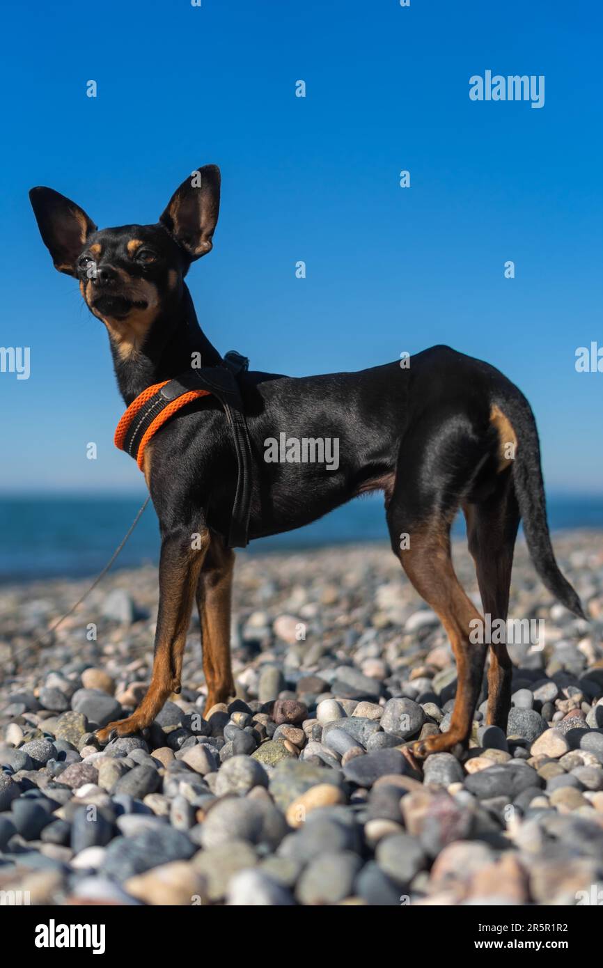 Bel cane nero e tan della razza russa Toy Terrier posa sulla spiaggia sullo sfondo del mare in una giornata di sole. Foto verticale Foto Stock