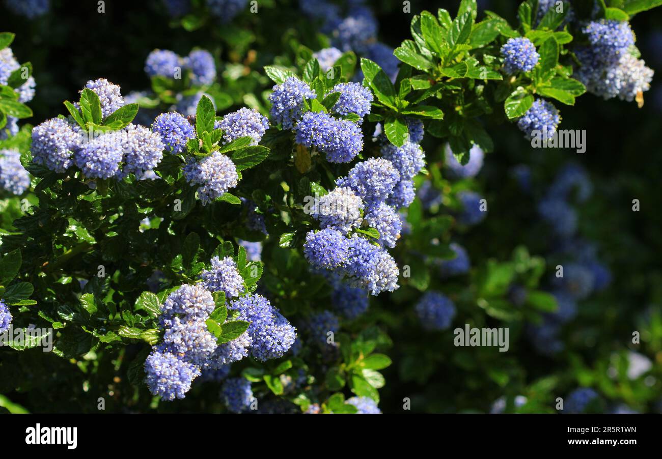 Blu Ceanotus fiori Foto Stock