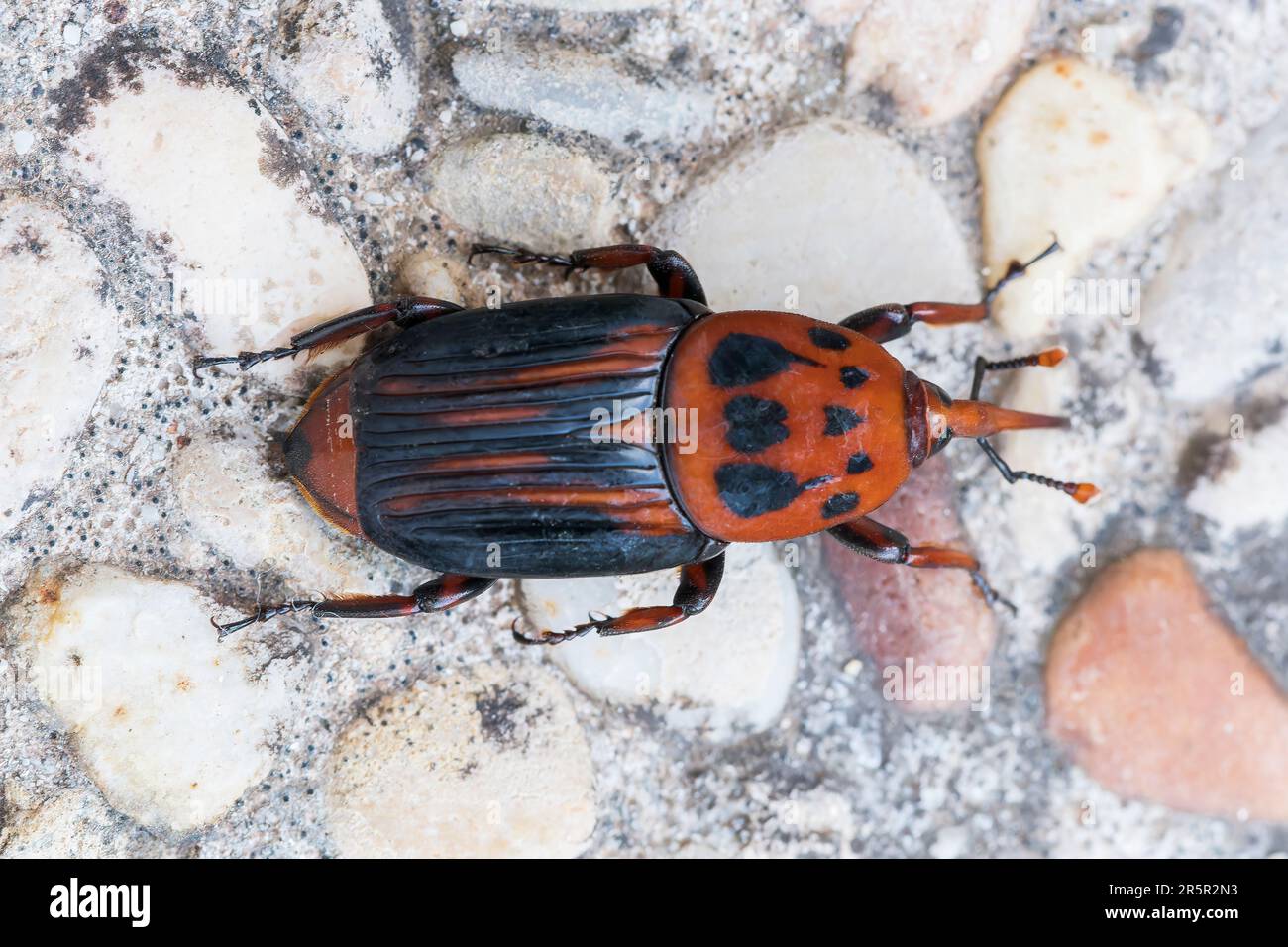 Red Palm Weevil o Asian Palm weevil, Rhynchophorus ferrugineus, primo piano di un singolo adulto su twig, Alcudia, Mallorca, Spagna, 31 maggio 2023 Foto Stock