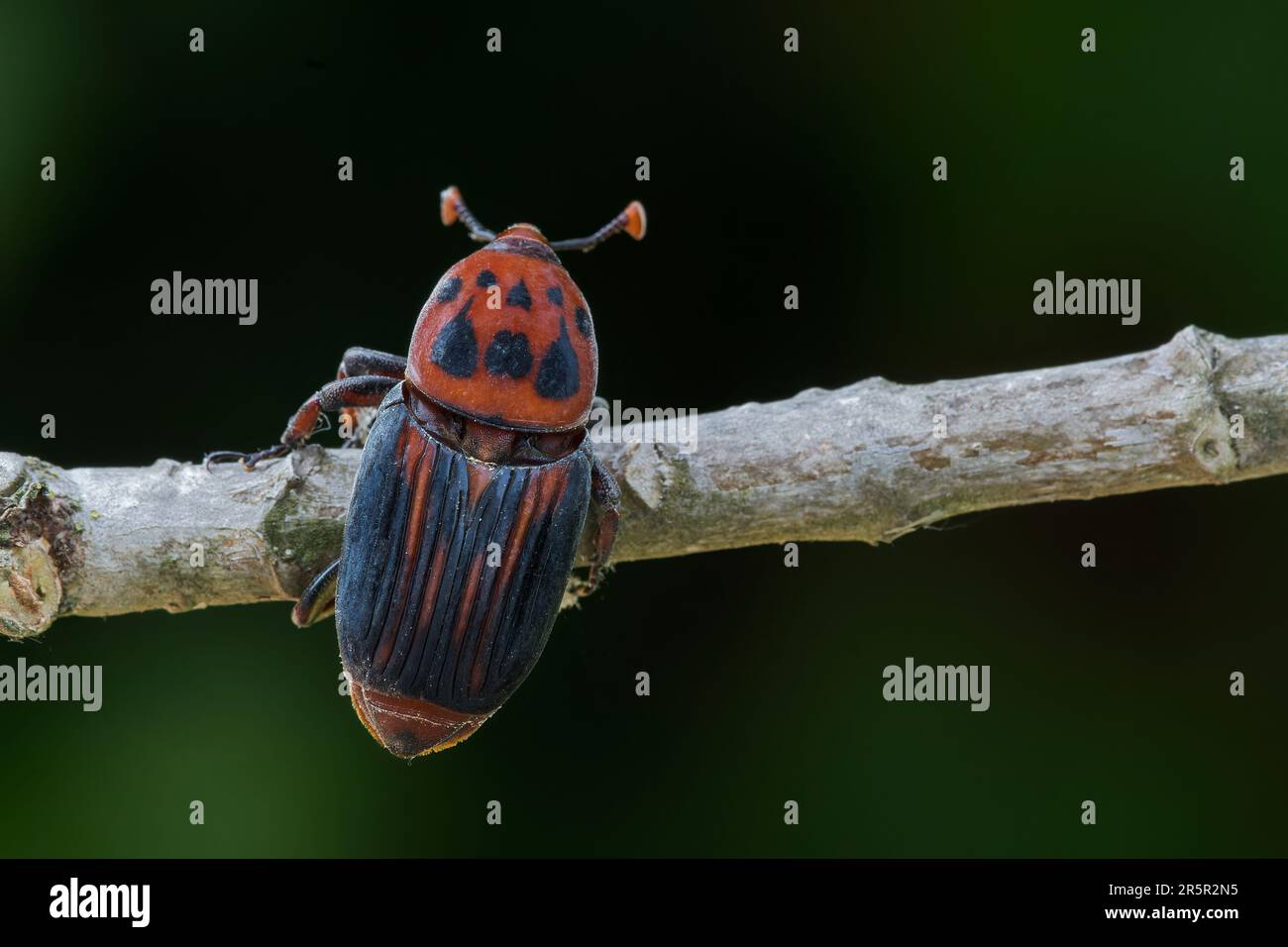 Red Palm Weevil o Asian Palm weevil, Rhynchophorus ferrugineus, primo piano di un singolo adulto su twig, Alcudia, Mallorca, Spagna, 31 maggio 2023 Foto Stock