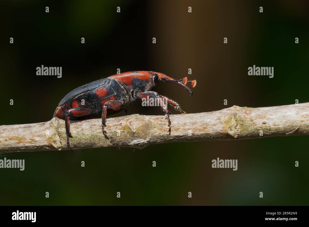 Red Palm Weevil o Asian Palm weevil, Rhynchophorus ferrugineus, primo piano di un singolo adulto su twig, Alcudia, Mallorca, Spagna, 31 maggio 2023 Foto Stock