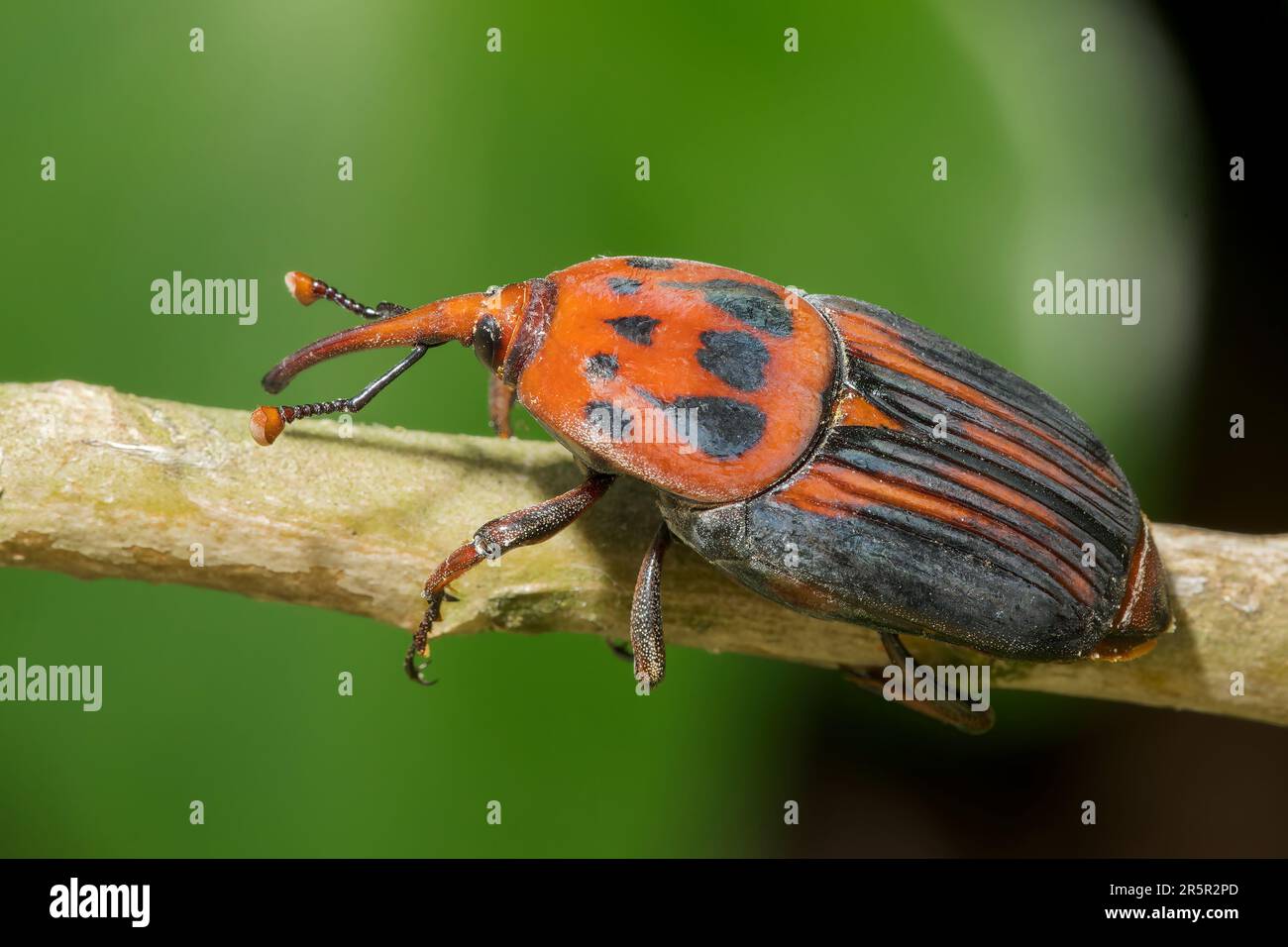 Red Palm Weevil o Asian Palm weevil, Rhynchophorus ferrugineus, primo piano di un singolo adulto su twig, Alcudia, Mallorca, Spagna, 31 maggio 2023 Foto Stock