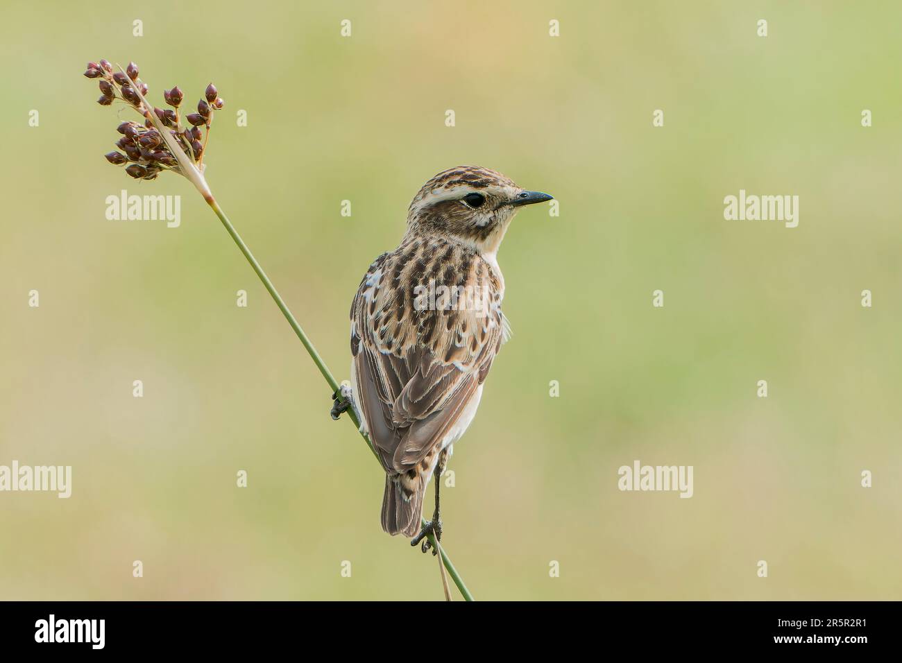 Whinchat, Saxicola rubetra, adulto singolo arroccato su fusto di pianta, Albufera, Maiorca, Spagna, 21 maggio 2023 Foto Stock