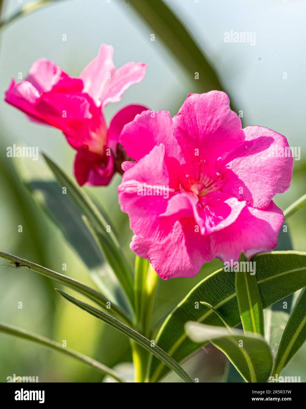 Un primo piano di due delicati fiori rosa che si crogiolano nei caldi raggi del sole Foto Stock