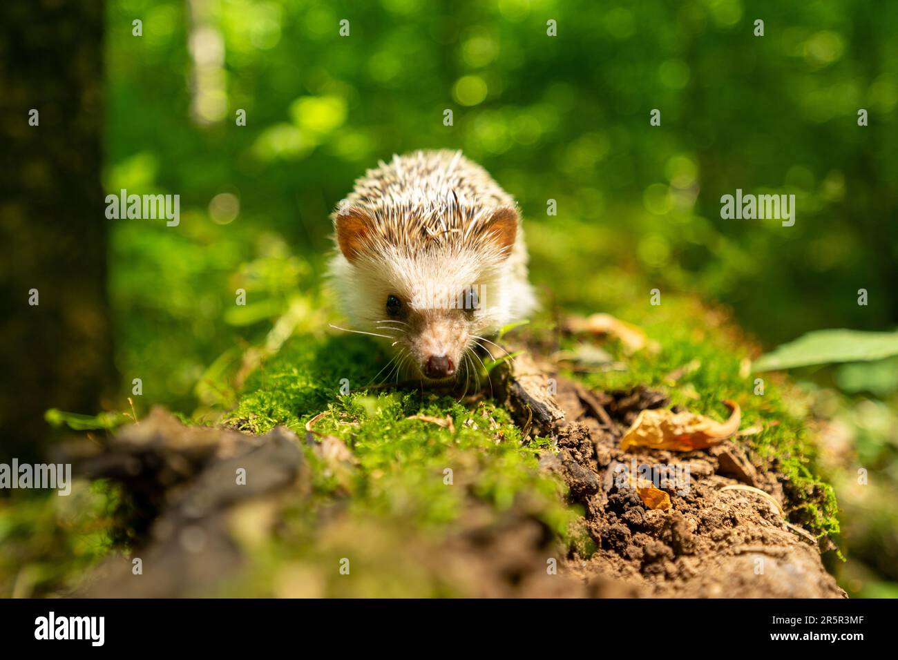 Un riccio marrone è visto snuggled in su in un grande tronco di albero scavato-fuori, godendo un pasto delle bacche Foto Stock