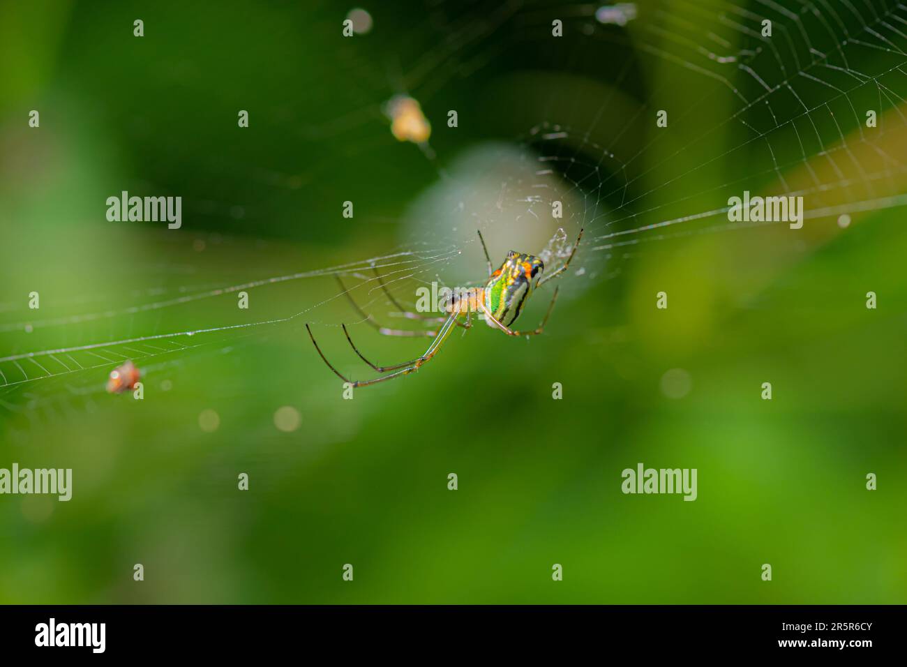 Un piccolo ragno marrone con lunghe gambe appollaiate su un delicato velo in un ambiente verde lussureggiante Foto Stock