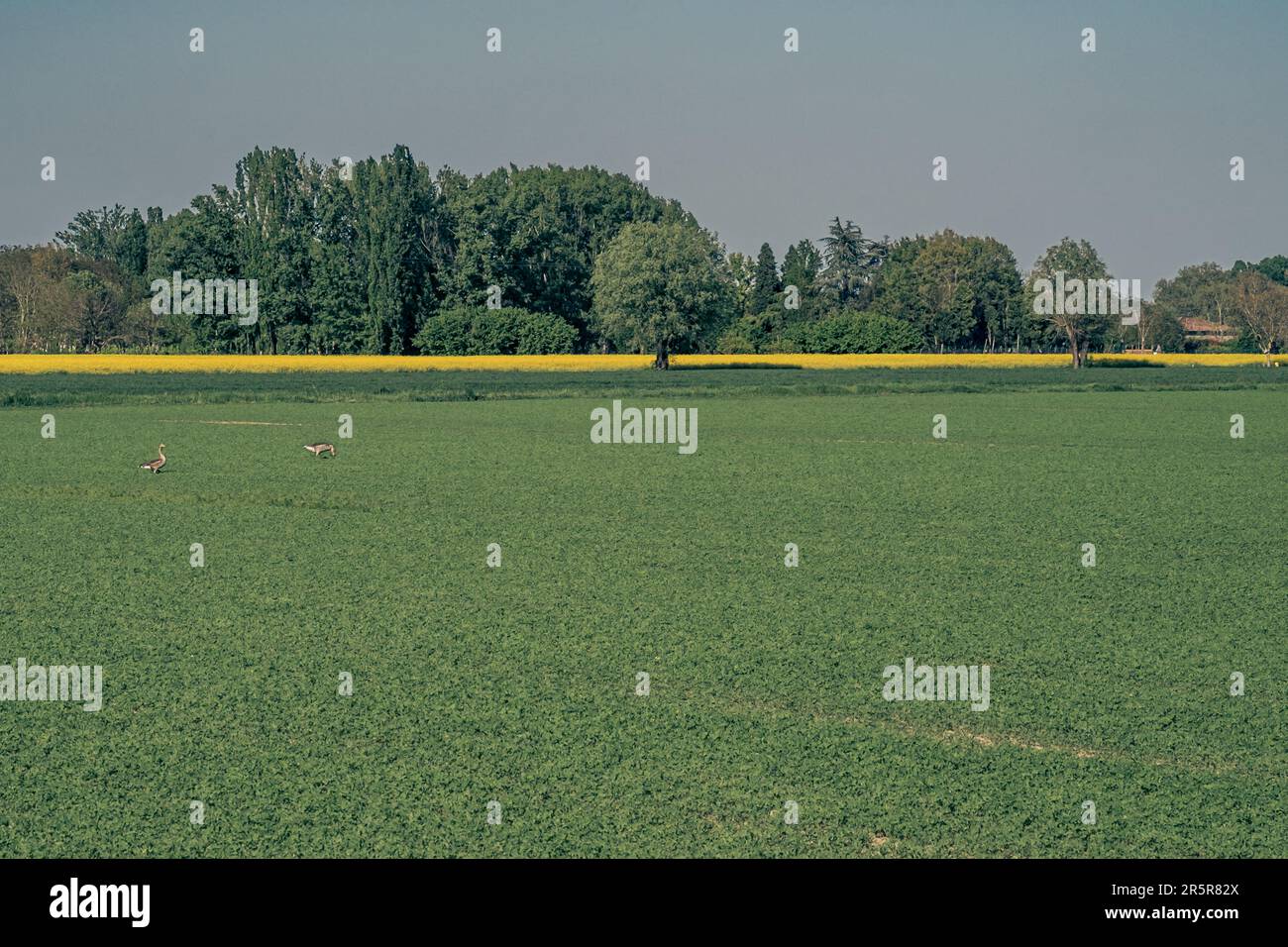La campagna lungo il Reno tra Bologna e Ferrara, due oche selvatiche che pascolano l'erba medica, provincia di Bologna, Emilia e Romagna, Italia Foto Stock