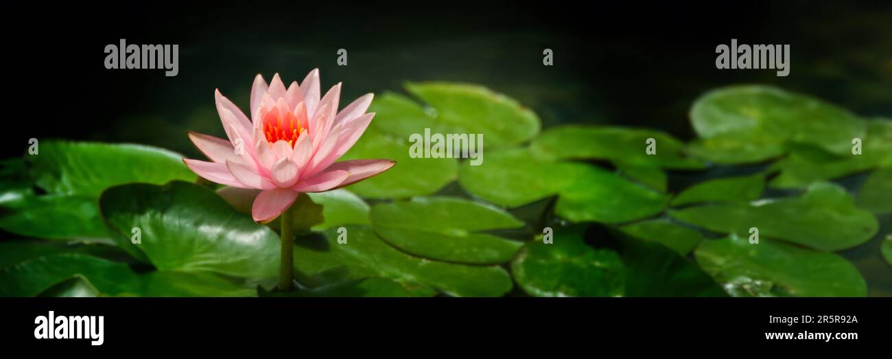 Primo piano di un giglio d'acqua rosa in uno stagno, testata zen panoramica Foto Stock