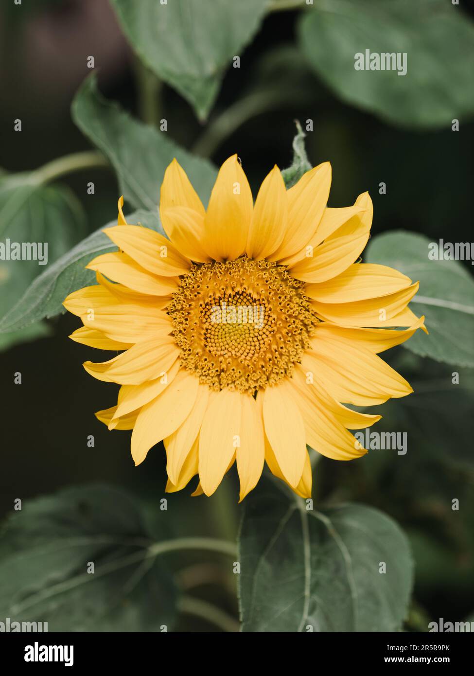 Un girasole giallo vibrante si erge alto nella luce del sole, i suoi grandi petali completamente aperti e vibranti di colore, sullo sfondo di un cielo blu luminoso Foto Stock