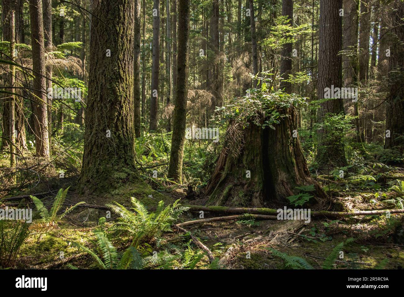 Vecchio sviluppo foresta pluviale sequoie (Sequoioideae) albero tagliato giù dimostrando sostenibile forestale canadese nella Columbia Britannica Foto Stock