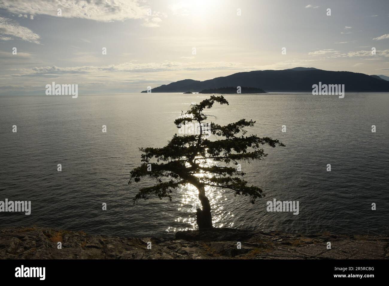Silhouette al tramonto di un pino di jack a Jack Pine Point nella British Columbia Canada su una scogliera rocciosa che domina l'acqua verso le isole in lontananza Foto Stock