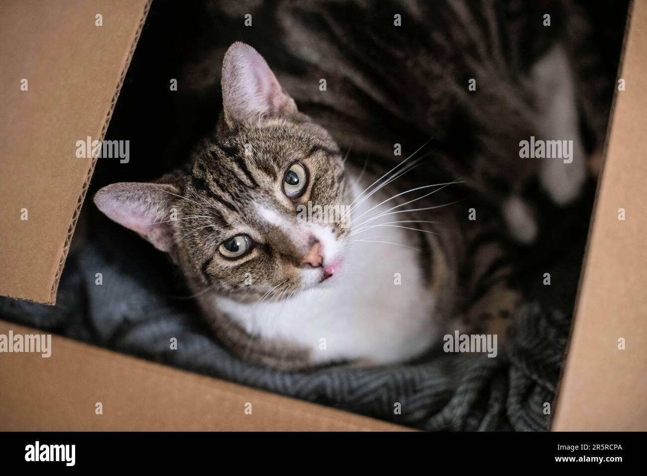 Gatto della casa con classico cappotto di tabby e petto bianco seduto e rilassante in una scatola Foto Stock