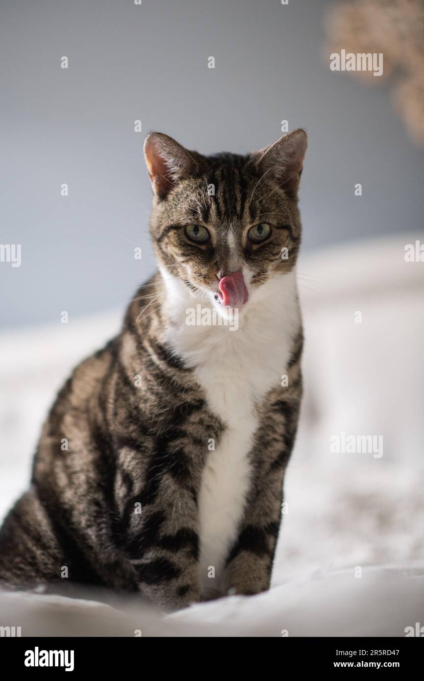 Gatto della casa con classico cappotto di tabby e petto bianco seduto sul letto leccando il naso mentre guarda la macchina fotografica Foto Stock