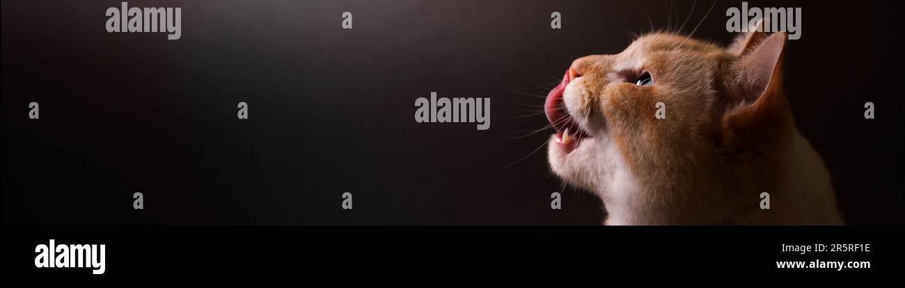 Banner LinkedIn con la museruola di un gatto leccante primo piano in un tasto scuro Foto Stock