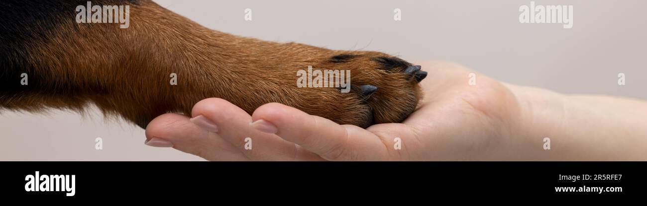 Un banner 4x1 per i social network e un sito Web. Una donna tiene la zampa di un cane nel palmo della mano. Rottweiler dimostra la sua fiducia su un backgr bianco Foto Stock