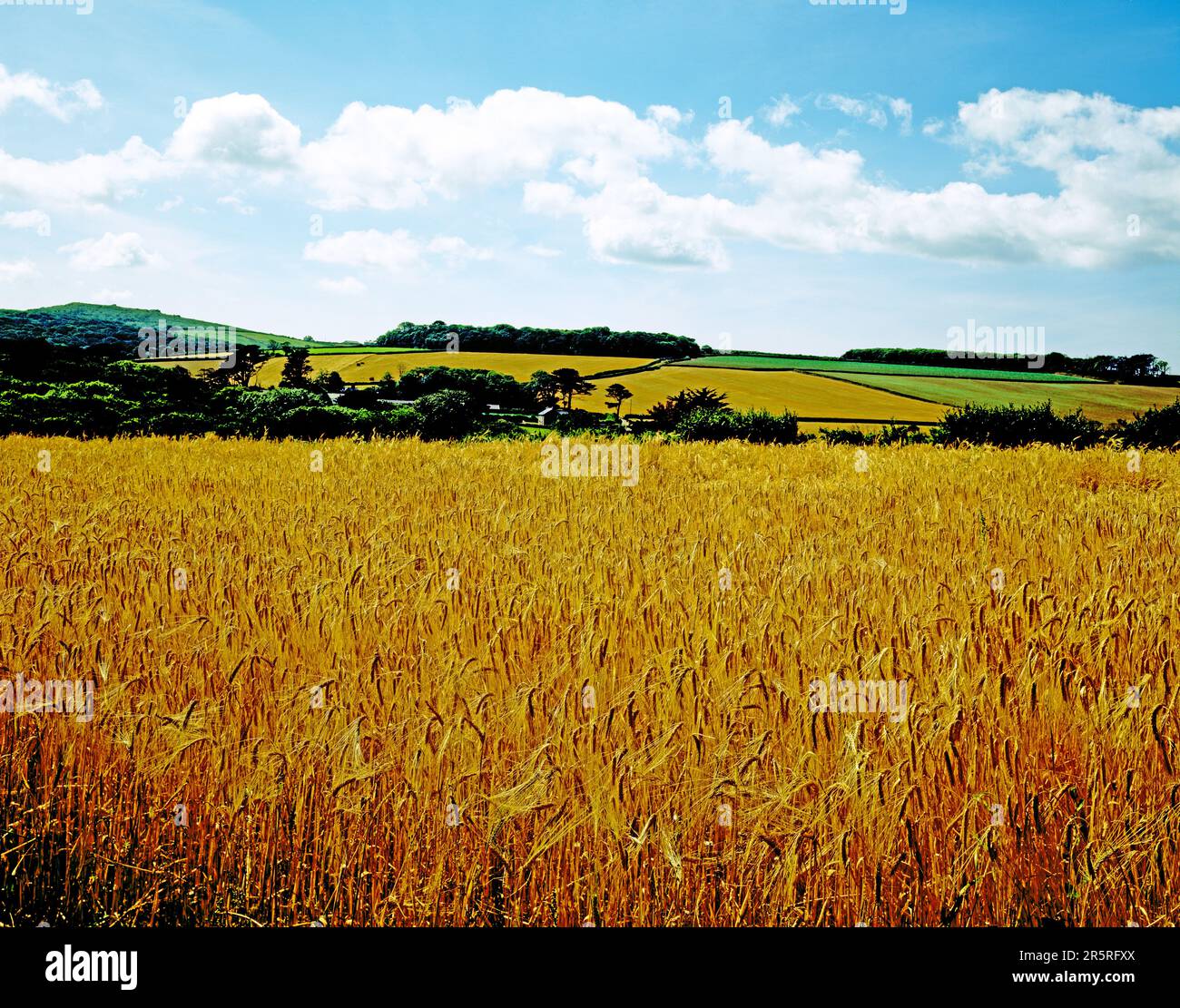 Inghilterra. Cornovaglia. Saint Ives. Campo di orzo vicino al villaggio di Lelant. Foto Stock