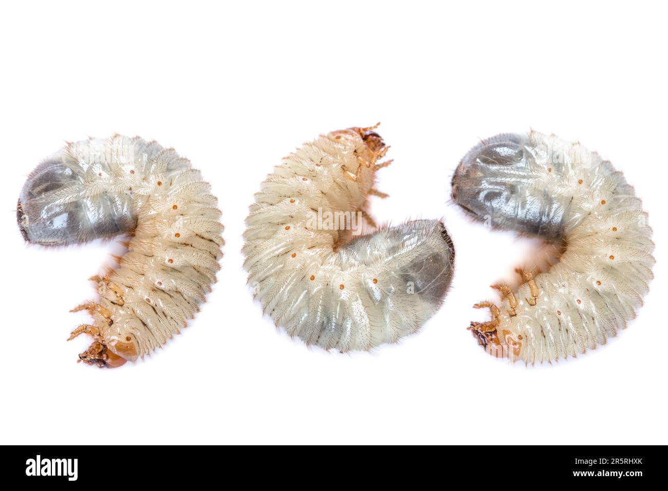 Immagine di tre coleotteri di grub isolati su sfondo bianco. Larve primo piano. Fonte di proteina. Entomologia. Cibo del futuro. Foto di alta qualità Foto Stock